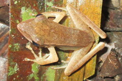 Clinotarsus alticola