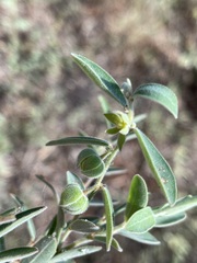 Phyllanthus fuernrohrii