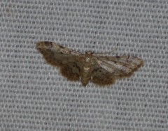 Idaea pervertipennis