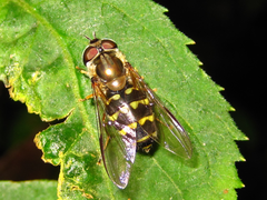 Dasysyrphus