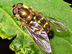 Dasysyrphus