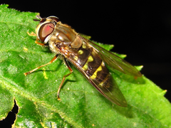 Dasysyrphus