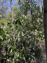 Planchonella pohlmaniana