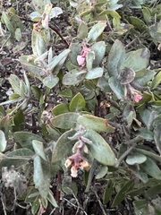 Arctostaphylos pajaroensis