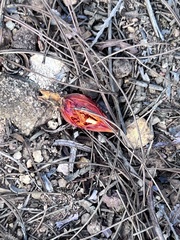 Gardenia jasminoides