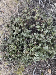 Arctostaphylos pajaroensis