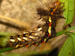 Acronicta rumicis
