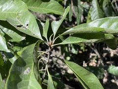 Planchonella pohlmaniana