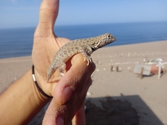 Microlophus peruvianus