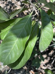 Planchonella pohlmaniana