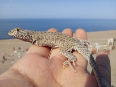 Microlophus peruvianus