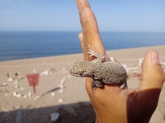 Microlophus peruvianus