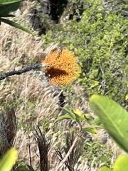 Teloschistes flavicans
