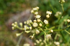 Baccharis punctulata