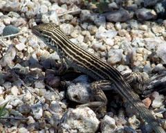 Aspidoscelis neomexicanus