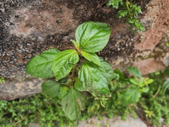 Acalypha australis