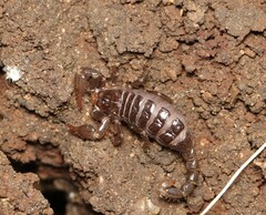 Scorpionoidea