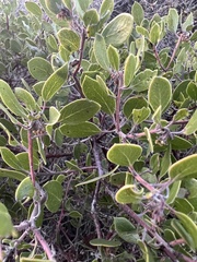 Arctostaphylos hookeri hookeri