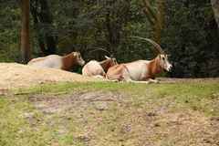 Oryx dammah