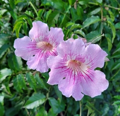 Podranea ricasoliana