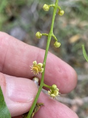 Pleiogynium timoriense