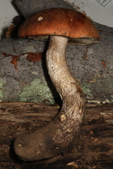 Leccinum vulpinum