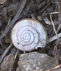 Helminthoglypta dupetithouarsi