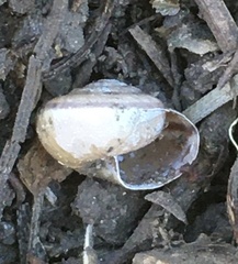 Helminthoglypta dupetithouarsi