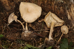 Leucocybe candicans