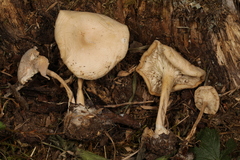 Leucocybe candicans