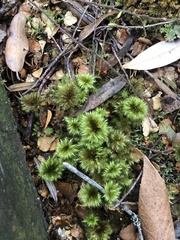 Hypnodendron