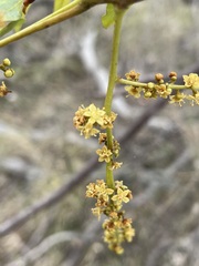 Pleiogynium timoriense