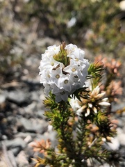 Epacris lanuginosa
