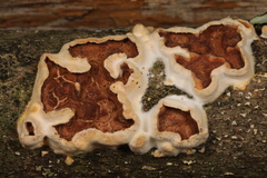 Scytinostroma artocreas