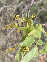 Pleiogynium timoriense