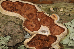 Scytinostroma artocreas