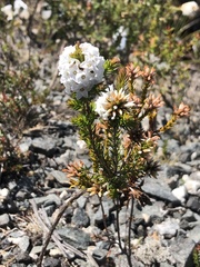 Epacris lanuginosa