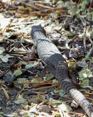 Elgaria coerulea palmeri