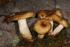 Lyophyllum multiforme