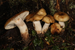 Lyophyllum multiforme