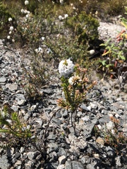 Epacris lanuginosa