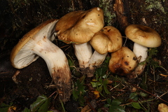 Lyophyllum multiforme