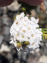 Epacris lanuginosa
