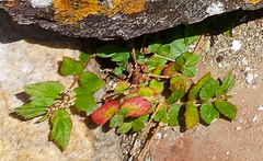 Euphorbia ophthalmica