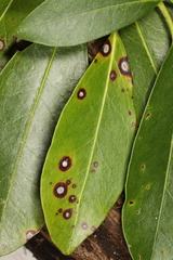 Mycosphaerella colorata