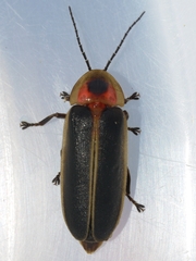 Photinus