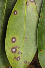 Mycosphaerella colorata