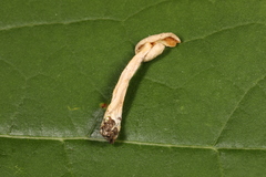 Lactarius colorascens