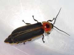 Photinus