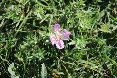 Oenothera canescens